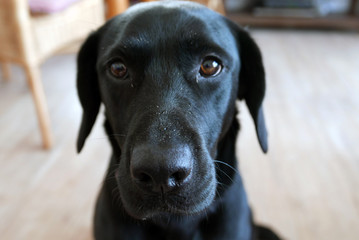 Regard canin.