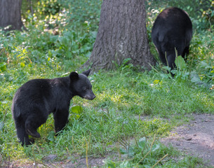 Black bear cub  following it's mother into the forest
