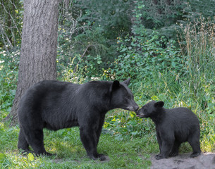 Black bear mother and cub. Tender moment © Andrew