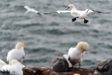 Northern gannets, Helgoland, Germany