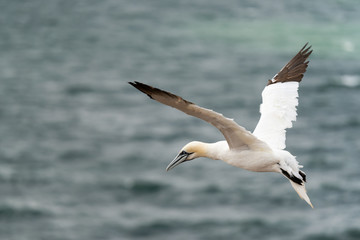 Fototapeta na wymiar Northern gannets, Helgoland, Germany