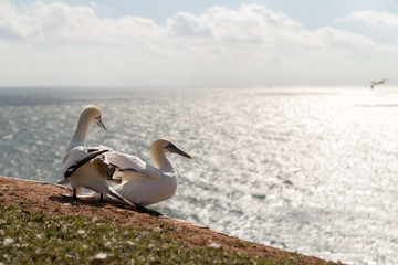 Northern gannets, Helgoland, Germany