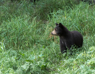 Obraz na płótnie Canvas Small black bear cub looking for her mother.