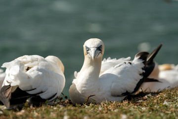 Northern gannets, Helgoland, Germany