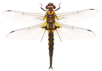 The dragonfly Eurasian baskettail Epitheca bimaculata isolated on white background. Close up of...