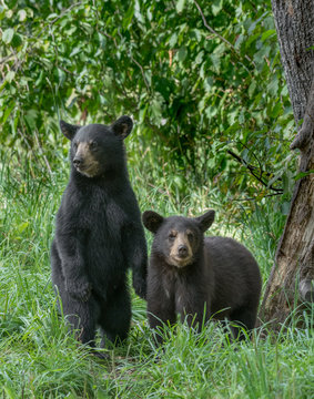 Two Black Bear Cubs Looking For Their Mother.