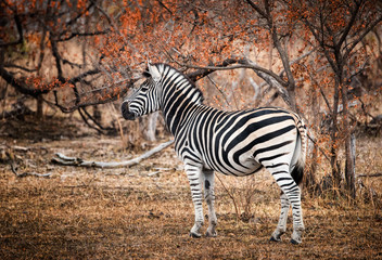 Fototapeta na wymiar Single Zebra surrounded by fire-scorched trees. Kruger National Park, South Africa.