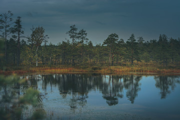 Fototapeta na wymiar Swamp at gloomy weather in Latvia. Apocalyptic feeling hiking on a wooden trail through the bog with dark clouds. Swamp is surrounded with small lakes, junipers, plants and wildlife.