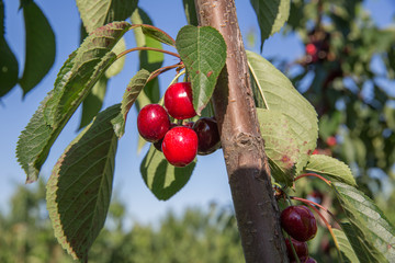 Cherry Tree cherry background cherry with leaf