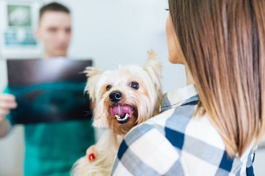 Woman with her Yorkshire terrier at veterinary.