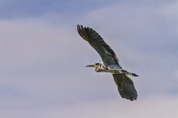 Grey heron, ardea cinerea, flying, Geneva, Switzerland