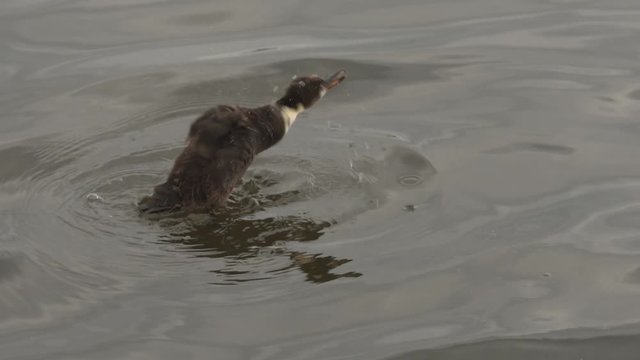 Duck shakes the feathers in slow motion 