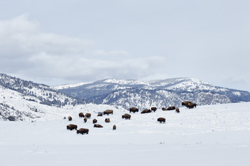 Bison herd in the snow with mountains and trees in Yellowstone National Park