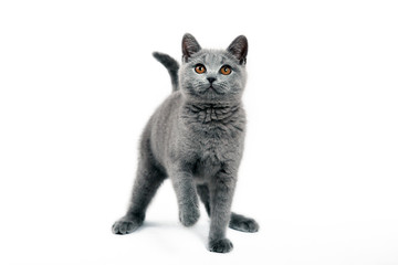 British shorthair cat 