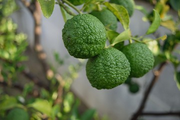 柚子　若い果実