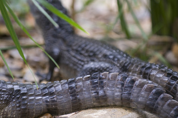Spectacled caiman (Caiman crocodilus) tails
