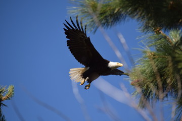 Tahoe Bald Eagle