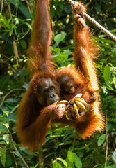 Mother and baby Orangutan at a rehabilitation centre in Borneo