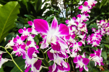 Obraz premium Colorful tropical flowers