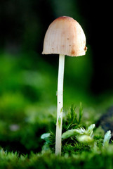 Baumpilz Im Gegenlicht