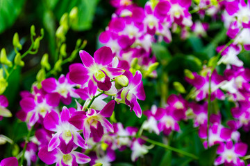 Fototapeta na wymiar Colorful tropical flowers