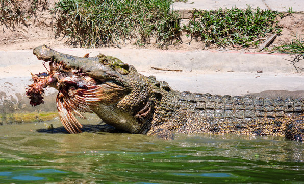 Crocodile eating a chicken