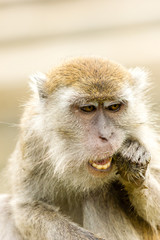 Long tail Macaque Monkey Feeding