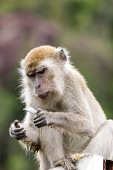 Long Tail Macaque Monkey examining its food