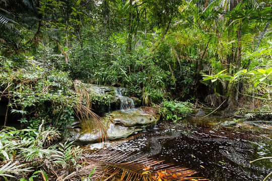 Fototapeta A stream running through the rainforest