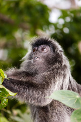 Silver leaf monkey in the Borneo rainforest