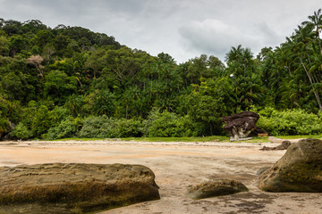 Tropical rainforest gives way to an empty sandy beach