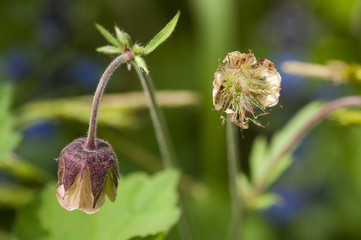 Water aven (Geum urbanum) flower