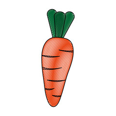 Carrot fresh vegetable icon vector illustration graphic design