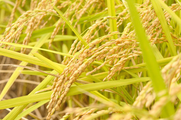 秋の稲穂

