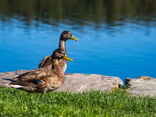 Two Ducks in Grass Near Pond