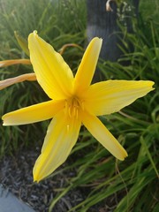 Obraz premium Flower.