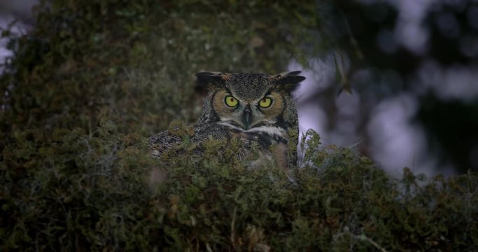 Close up of great horned owl in nest