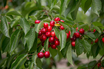 Red and sweet cherries on a branch just before harvest in early summer
