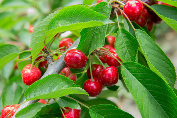 Cherry Cherry tree in the sunny garden. Cherry tree branch cherries hanging on the tree