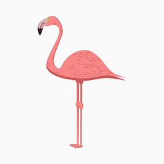 Flamingo. Pink Exotic Tropical Bird. Vector illustration.