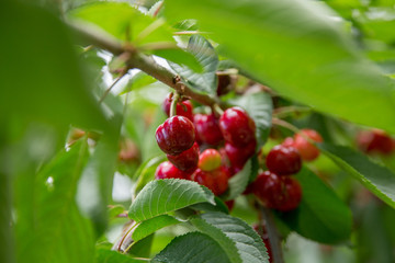 Cherry tree branch cherries hanging on the tree
