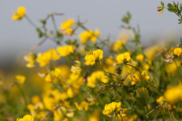 Birds foot trefoil (Lotus corniculatus)