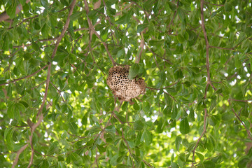 Wasp nest on the tree.