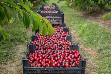 Fresh cherry in wooden box with leaves in the garden. Many and Colorful of Cherry in spring season. © adilcelebiyev