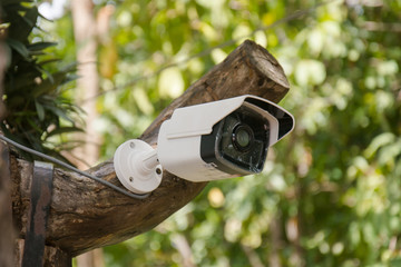 White CCTV installed on the tree which refer to harmony between technology and nature. CCTV hid on the tree to detect thief