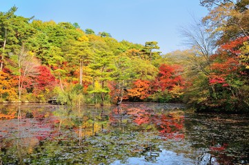 高山の池と紅葉