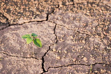 Green plant growing out of cracks in the earth