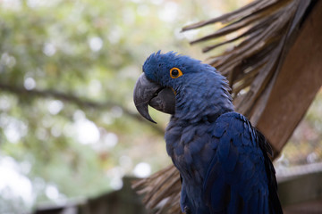 A really great photo of a blue Macaw