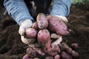 Potato harvest