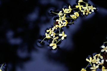 Osmanthus on Water